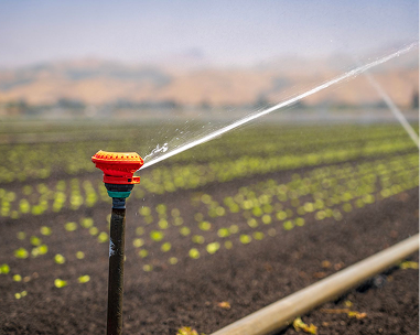 Irrigation sprinkler watering cultivated land